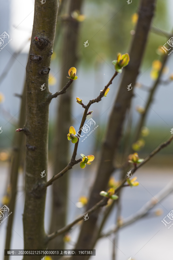 嫩芽发芽