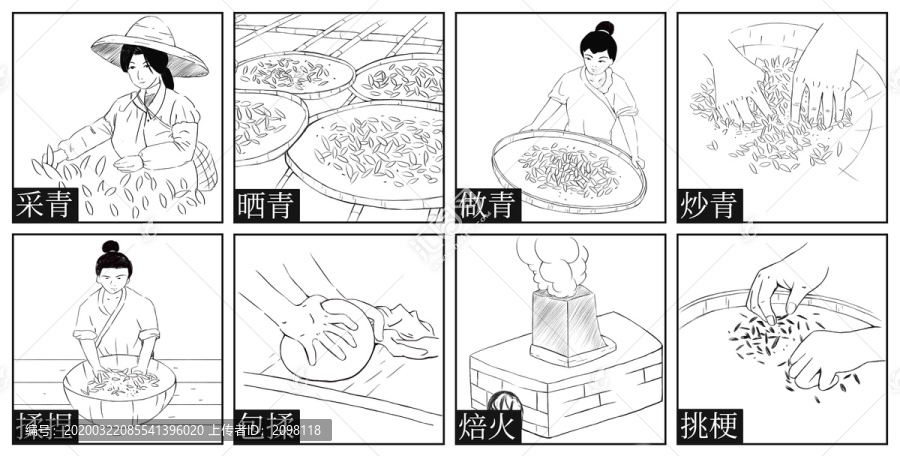 茶叶工艺流程插画