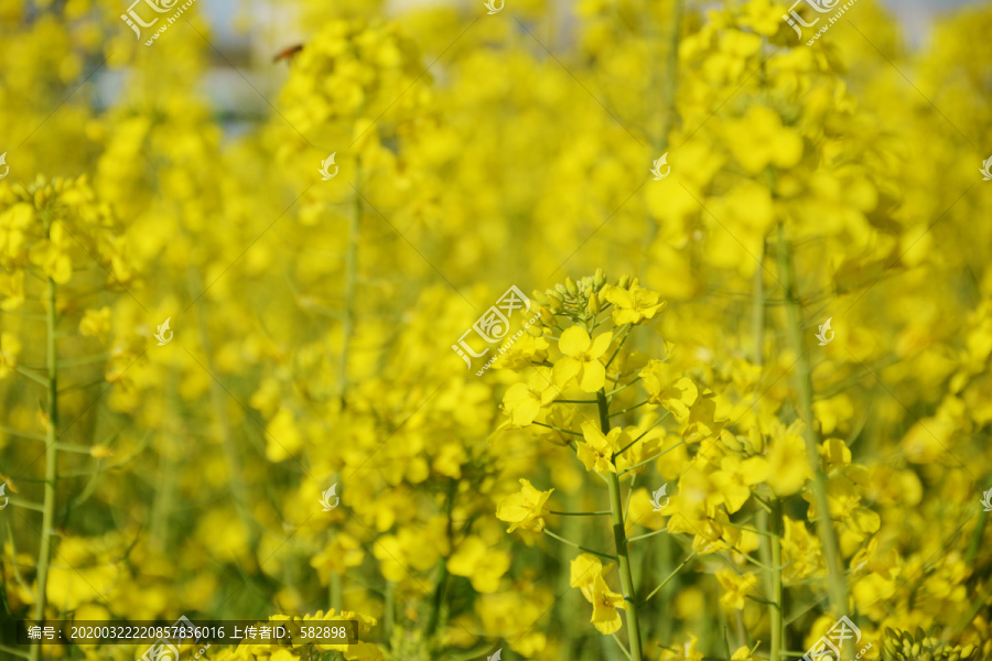 油菜花