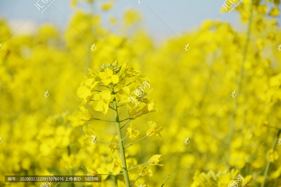 油菜花开