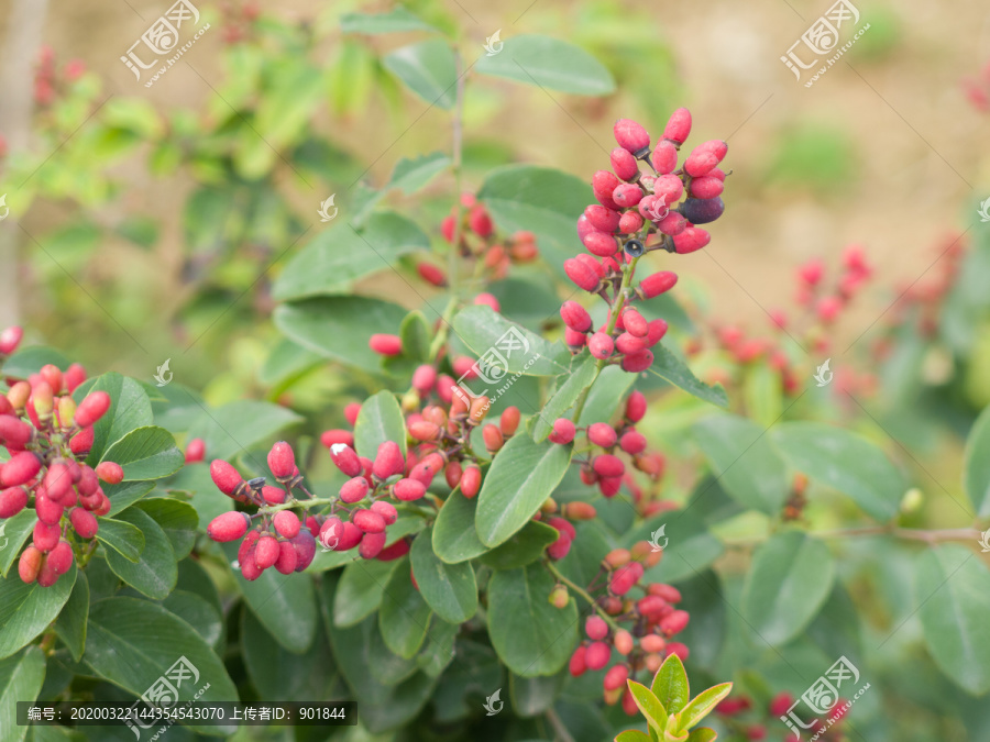 鼠李科植物多叶勾儿茶