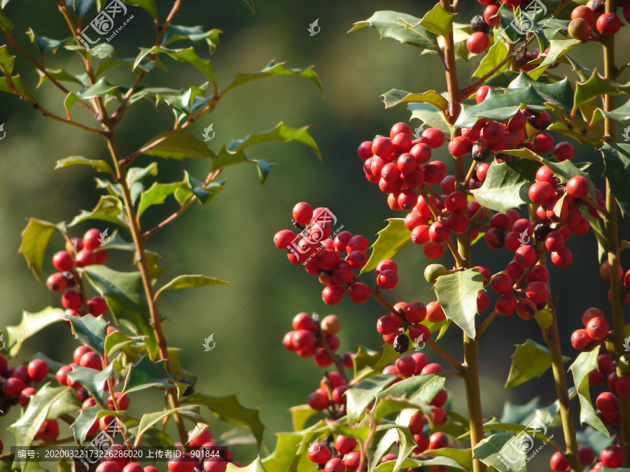 冬青科植物华中枸骨红色果实