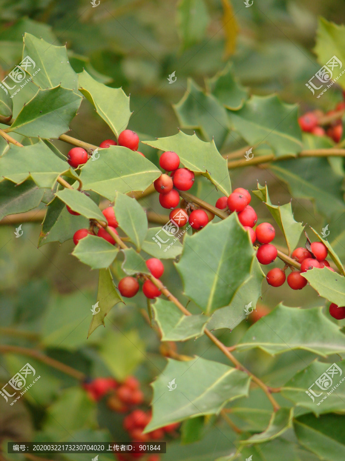 冬青科植物华中枸骨红色果实