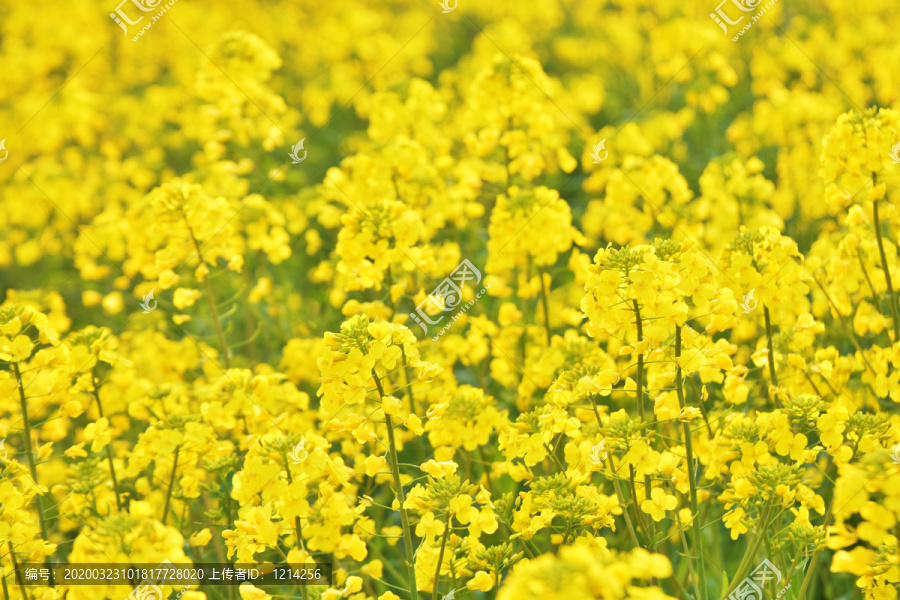 油菜花