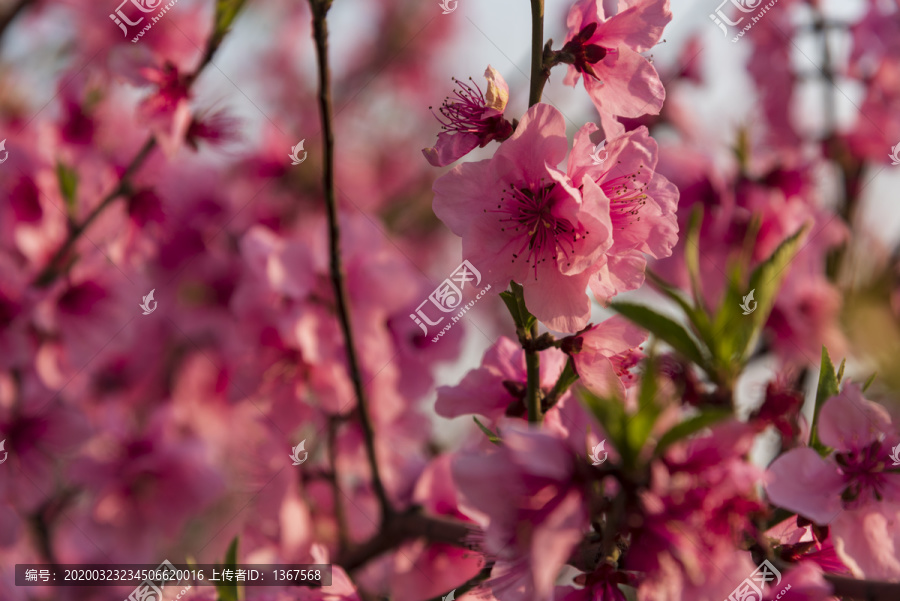 桃花素材