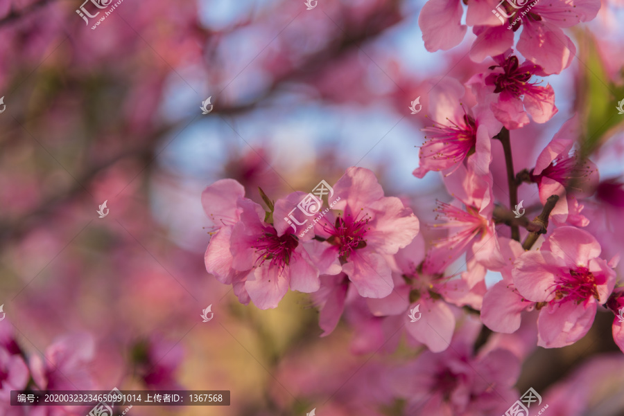 桃花