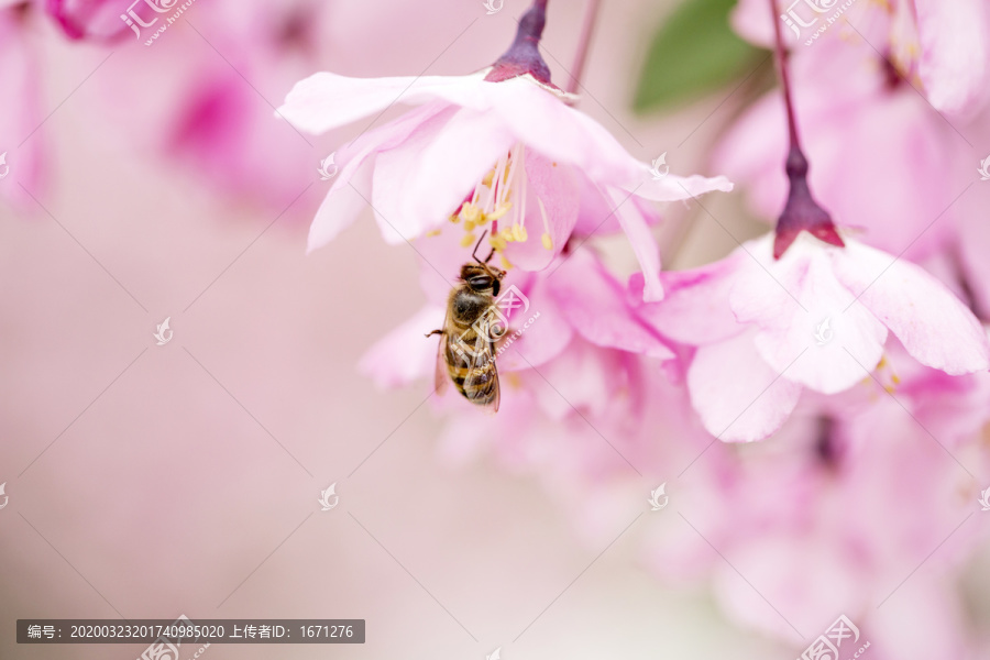 蜜蜂与花