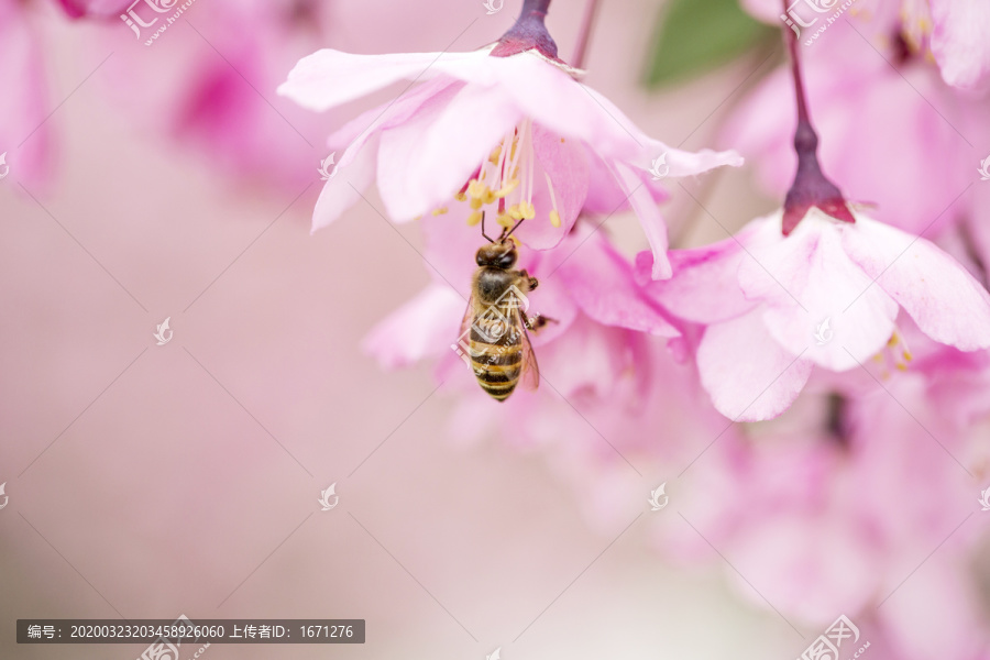 蜜蜂采蜜