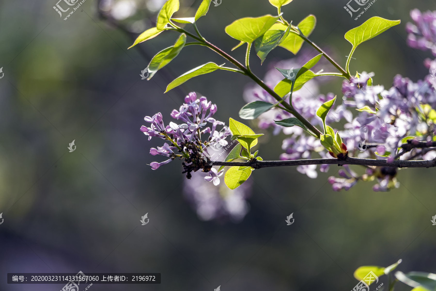 丁香花