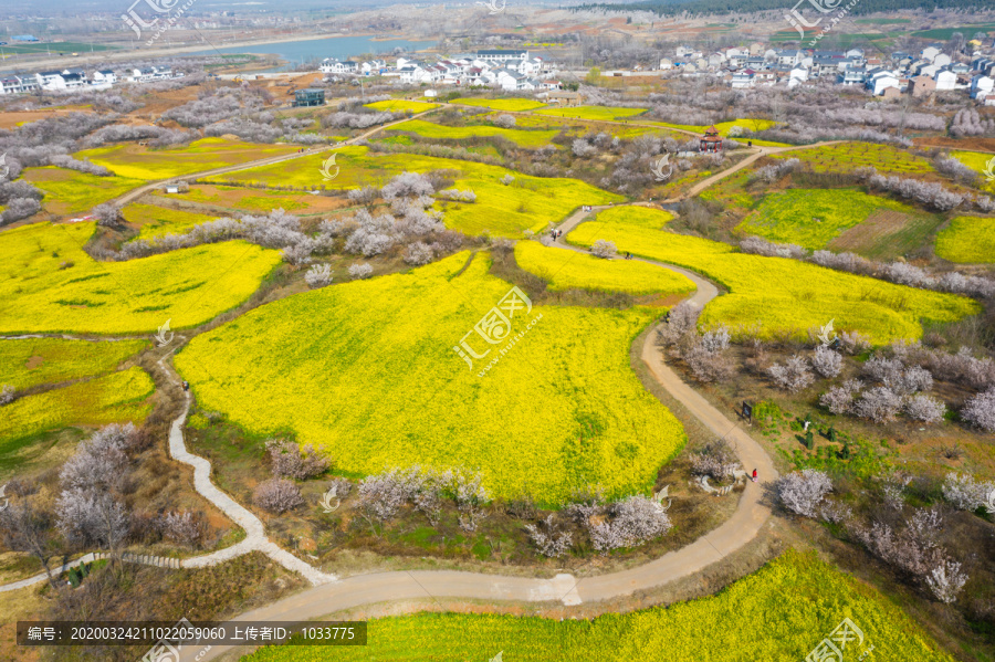 航拍徐州铜山吕梁圣人窝油菜花地