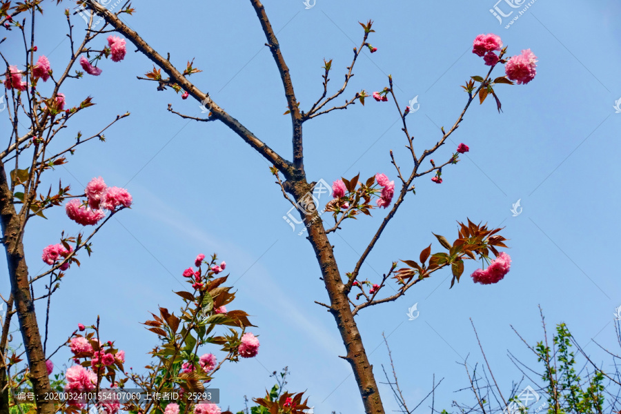 蓝天樱花