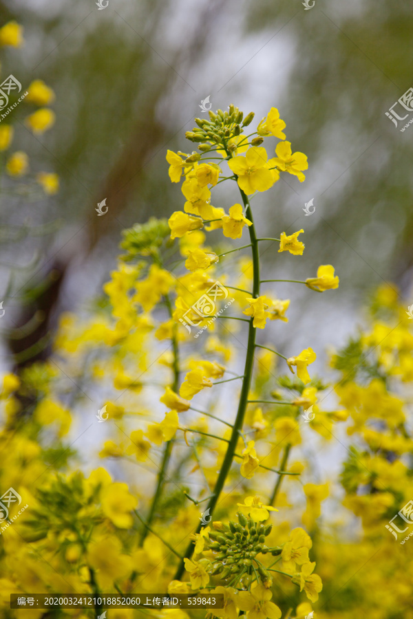 油菜花