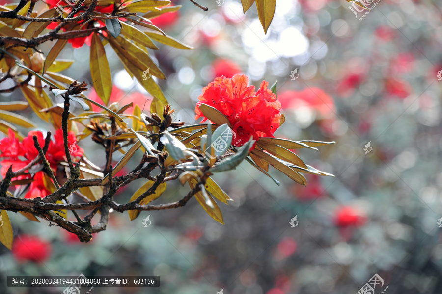 永德大雪山杜鹃花