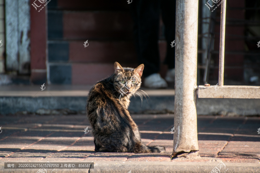 陆居路的野猫