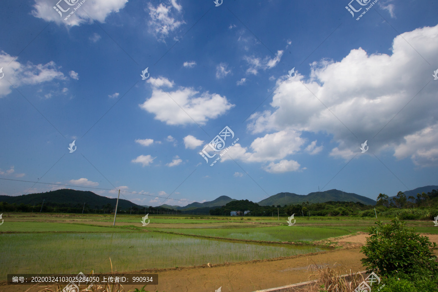 田野