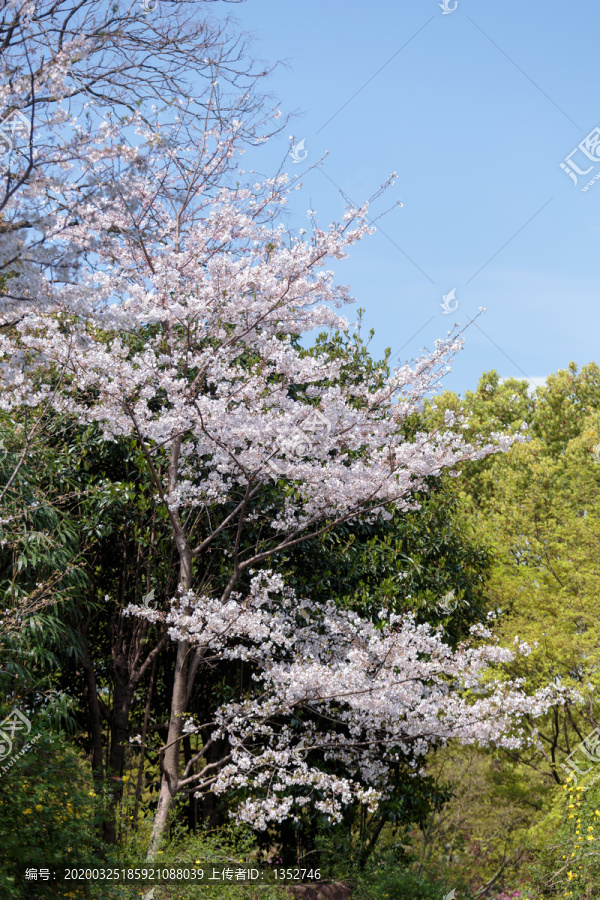 樱花树