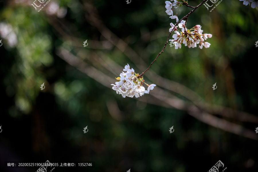 樱花