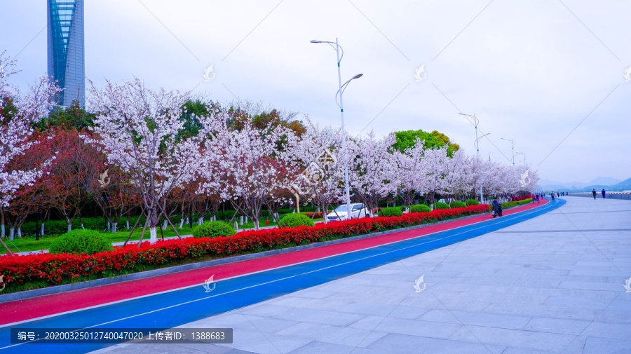 樱花树