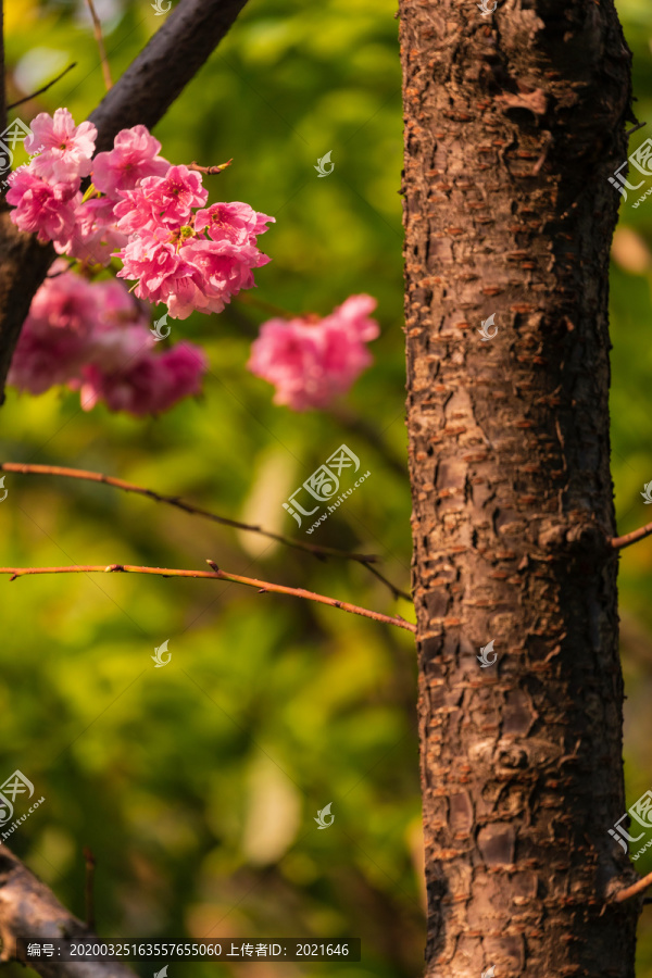 春天美丽的樱花