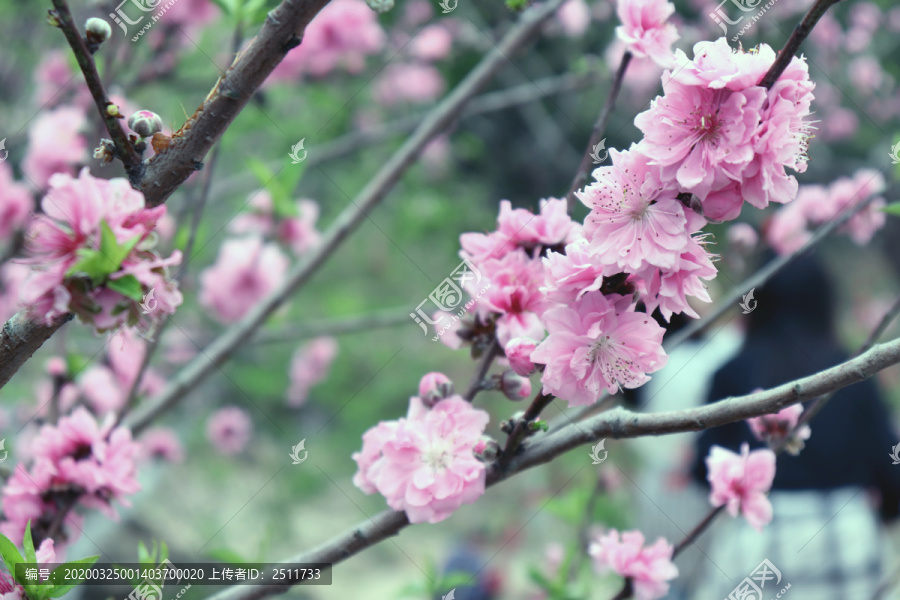 山上的桃花