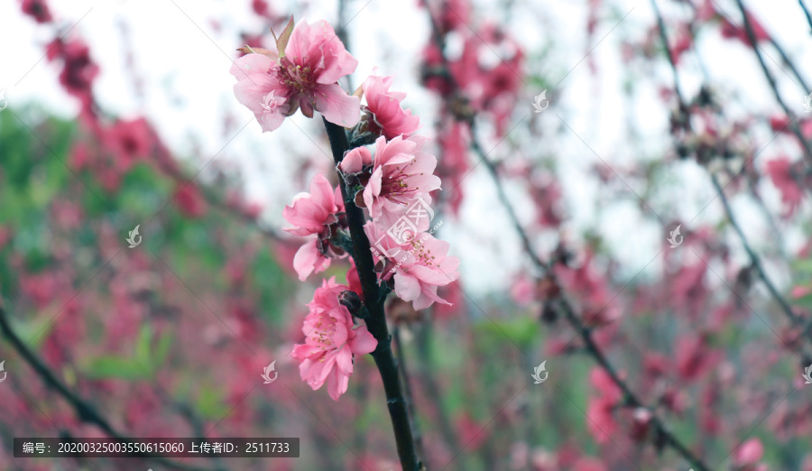 山上的桃花