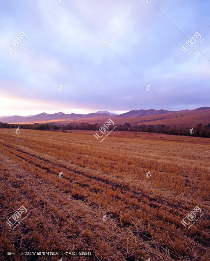 原野