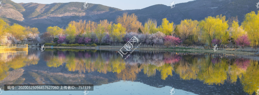 北京植物园南湖景区山桃花盛开