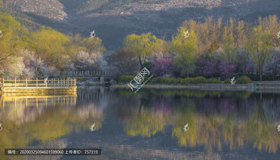 北京植物园南湖景区山桃花盛开