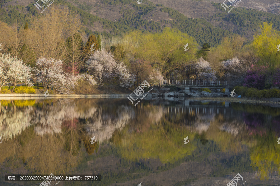 北京植物园南湖景区山桃花盛开