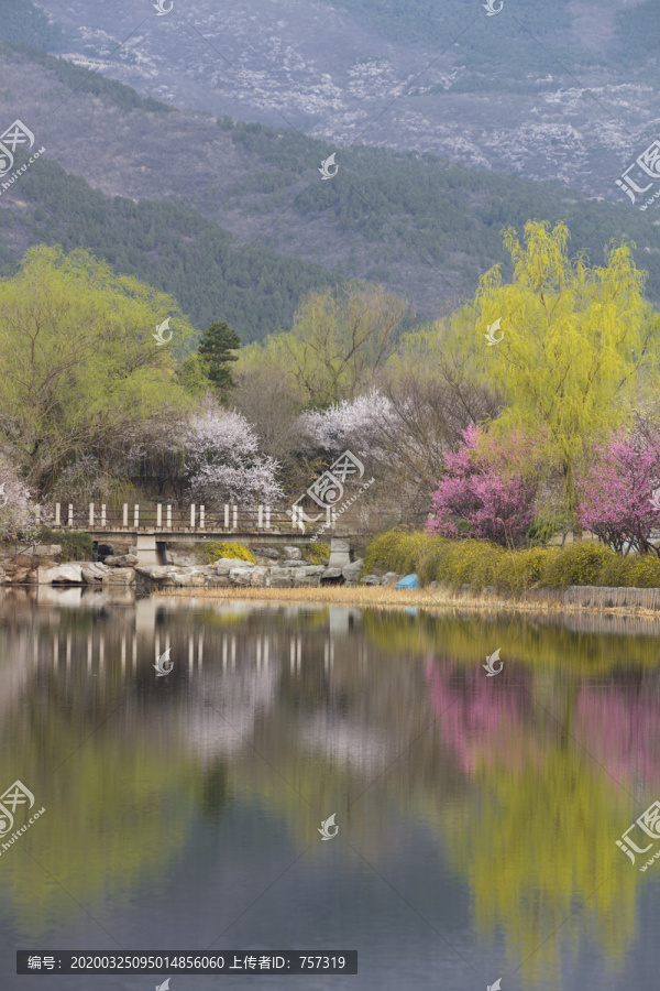 北京植物园南湖景区山桃花盛开