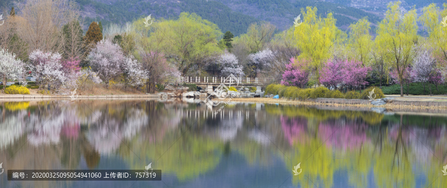 北京植物园南湖景区山桃花盛开