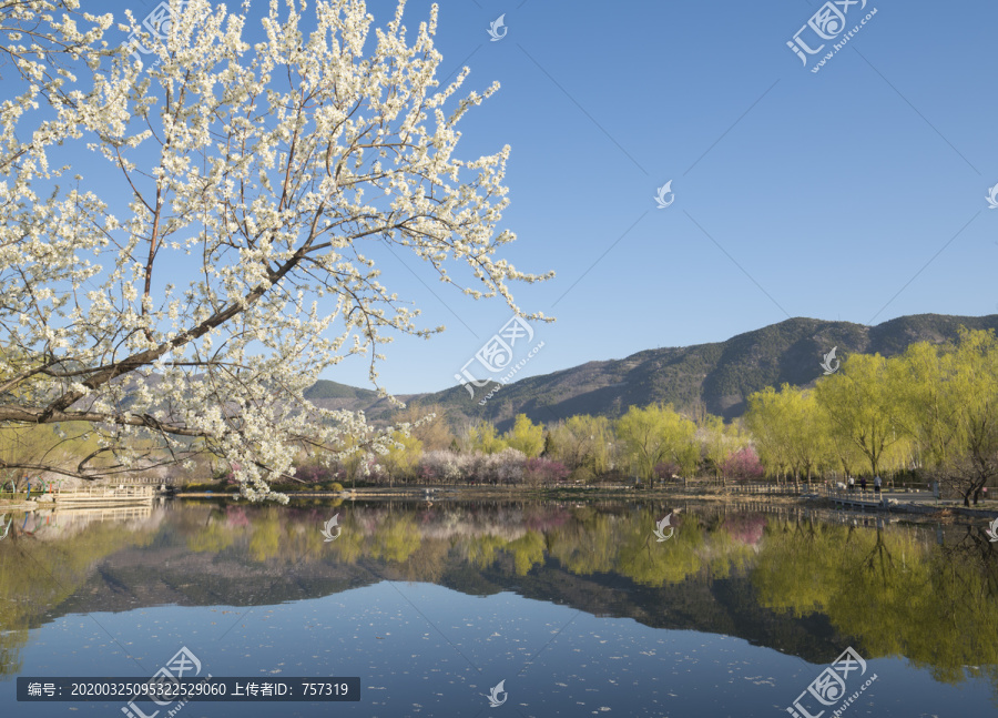 北京植物园南湖景区山桃花盛开