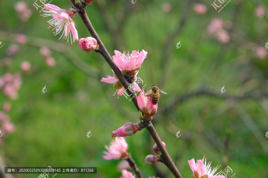 蜂舞桃枝