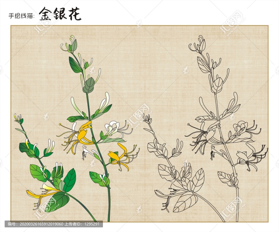 金銀花