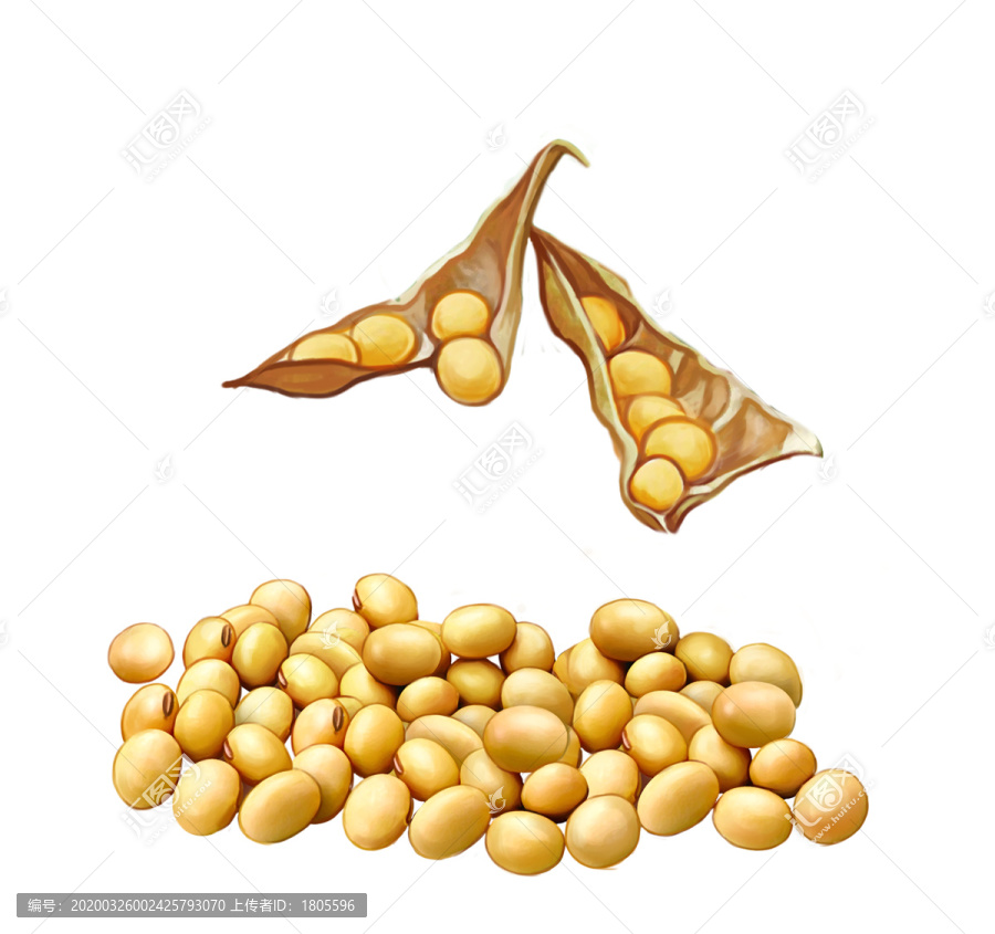 黃豆插畫