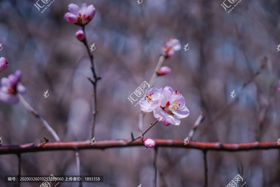 桃花开