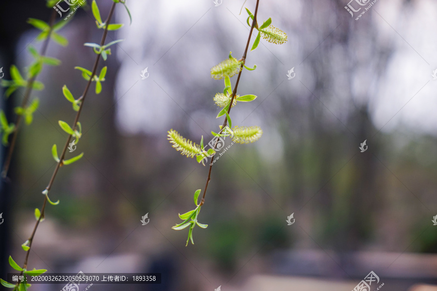 柳树发芽