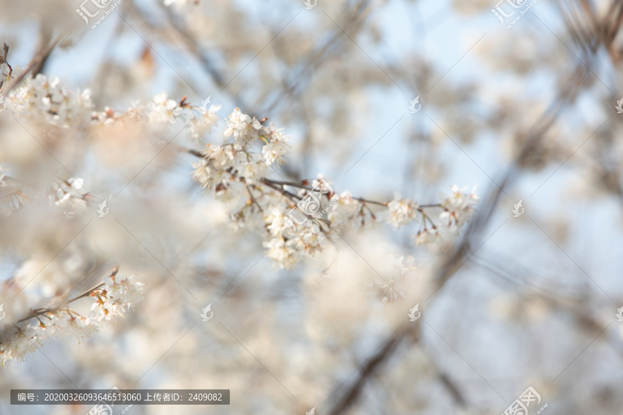 春天白色的樱花梨花