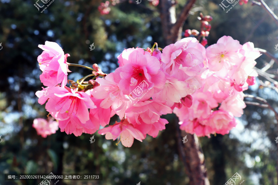 美丽的桃花