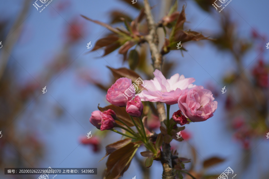 红叶樱花