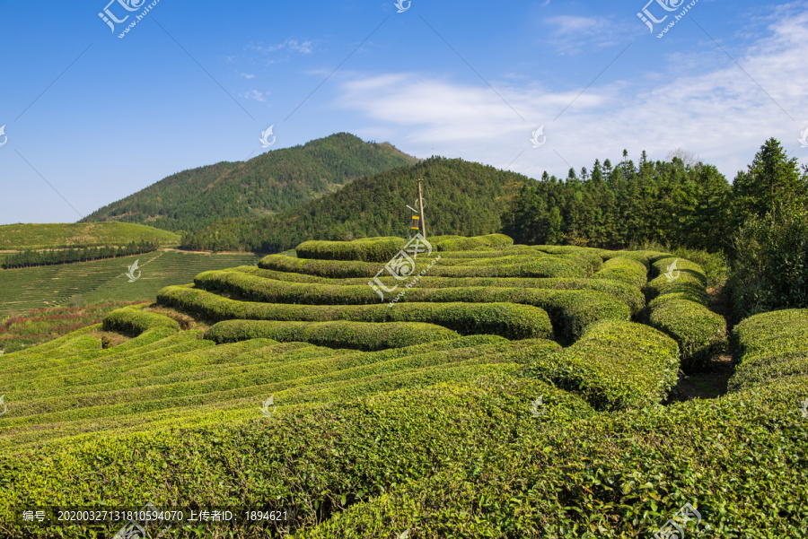 高山茶园