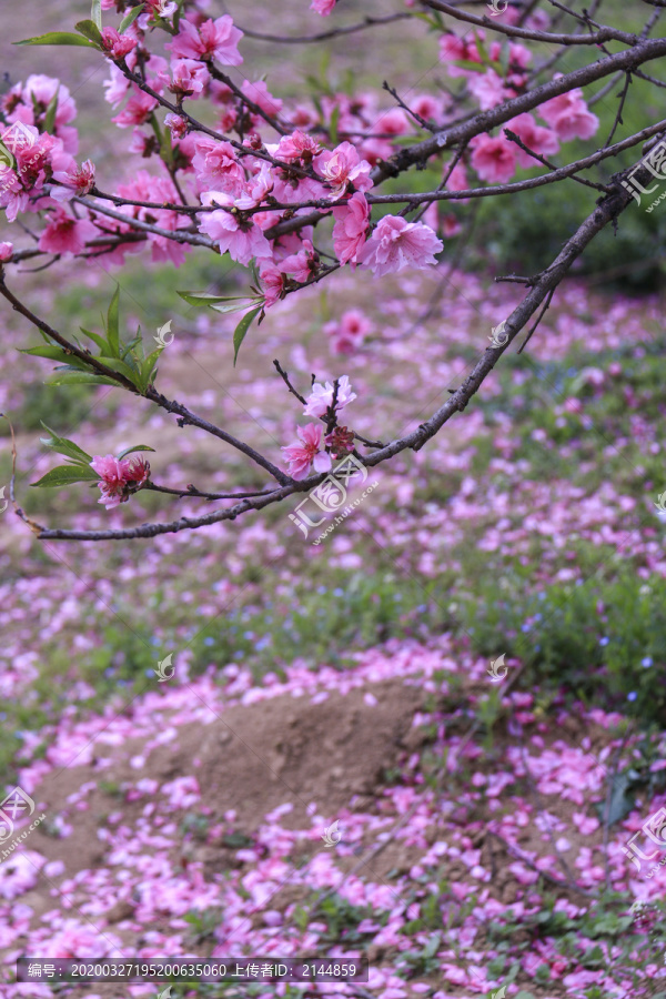 合肥三十岗桃花林