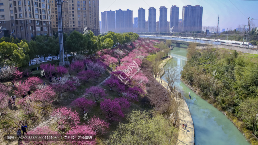 合肥匡河公园梅花林