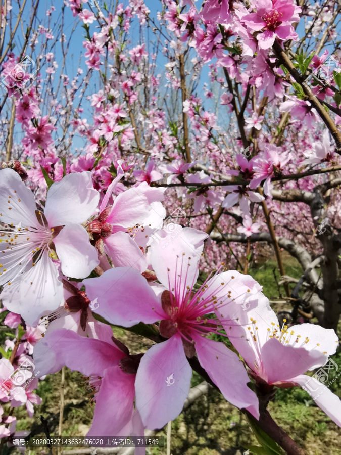 桃花