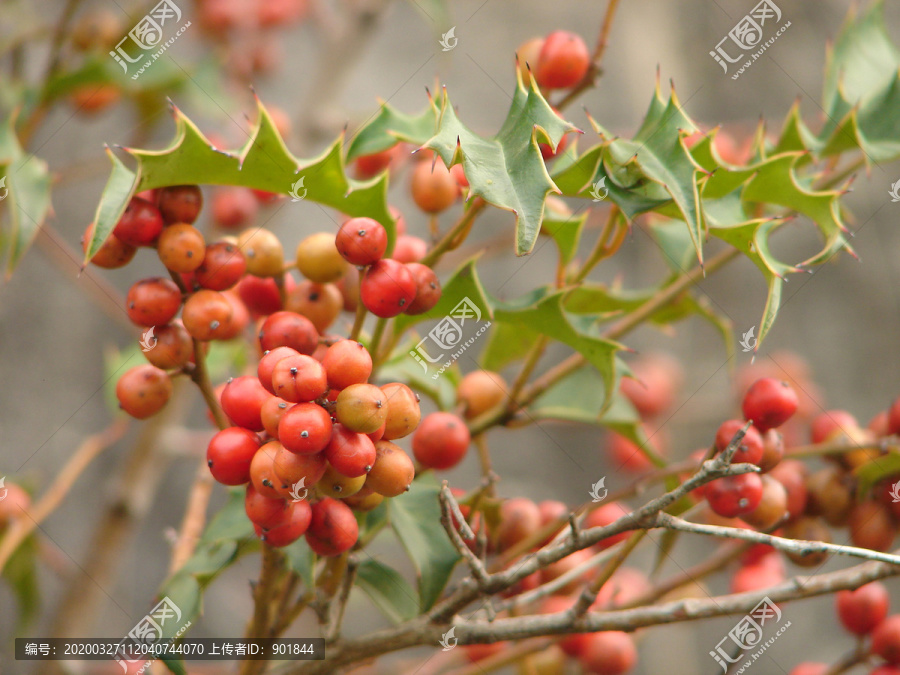 冬青科植物华中枸骨