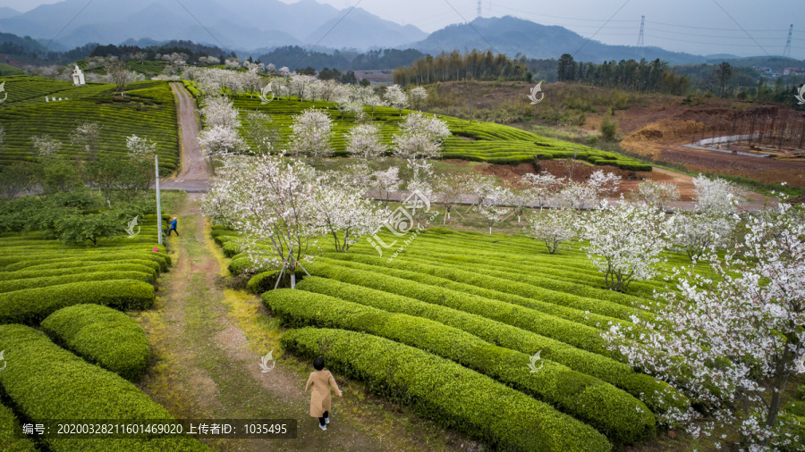 茶园风光