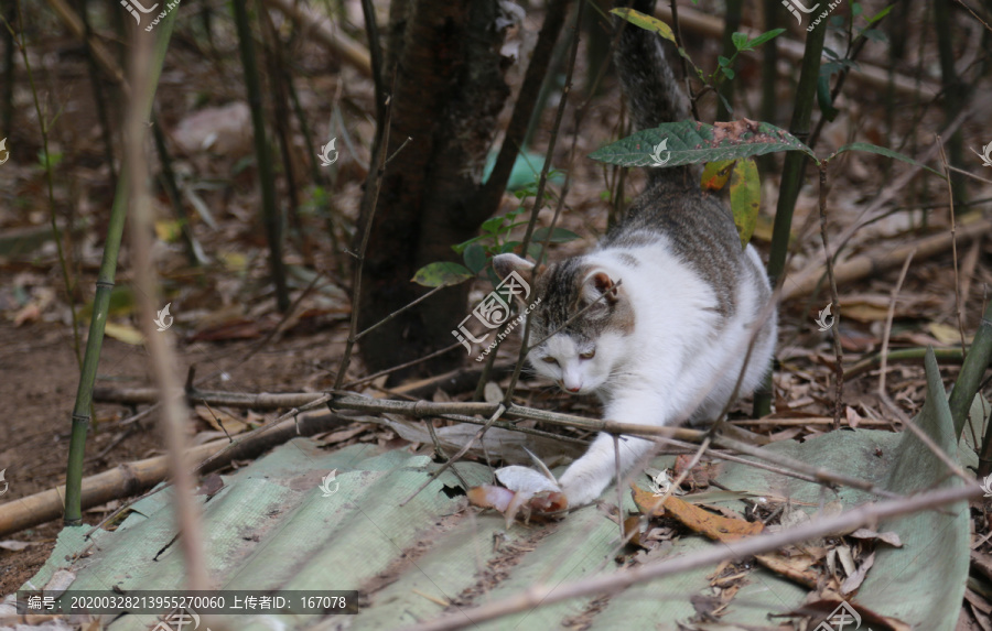 花猫