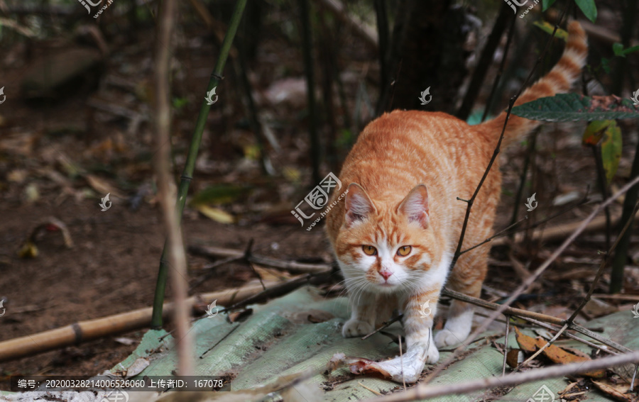 花猫