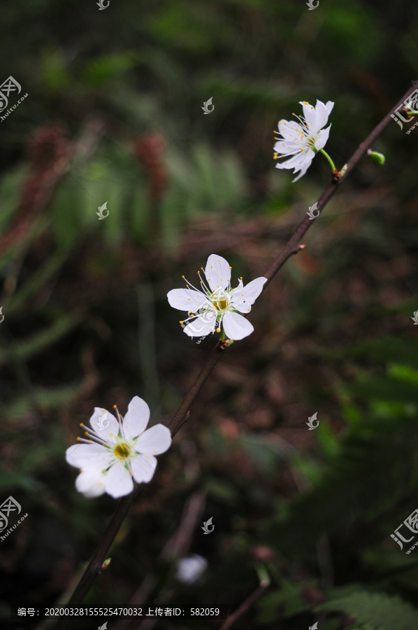 樱花壁纸