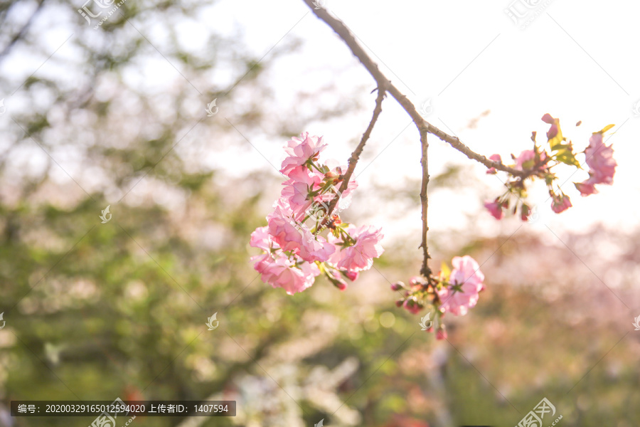 樱花